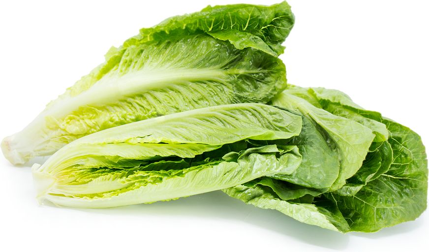 Organic Romaine Lettuce Organic Romaine Lettuce