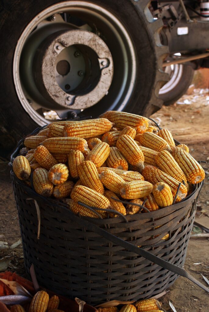 corn-5151520_1920