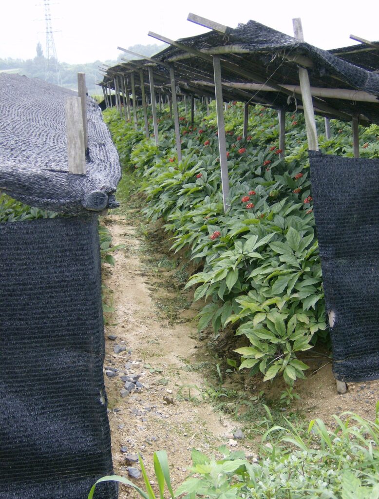 ginseng-75581_1920